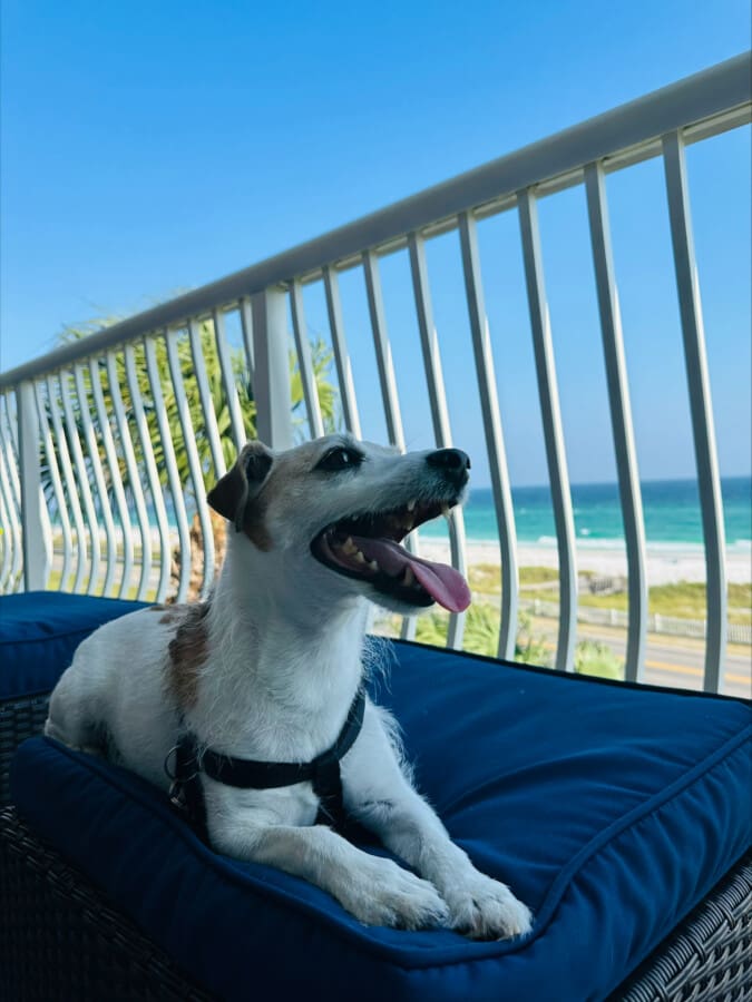 Pet-Friendly Destin Vacation #