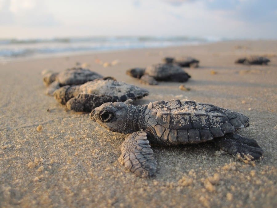 Beach Safety Tips in Destin #